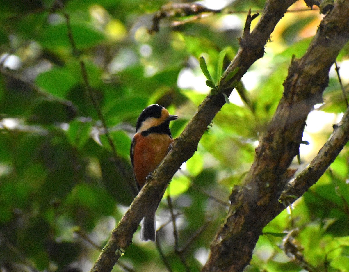 Varied Tit - ML646145036