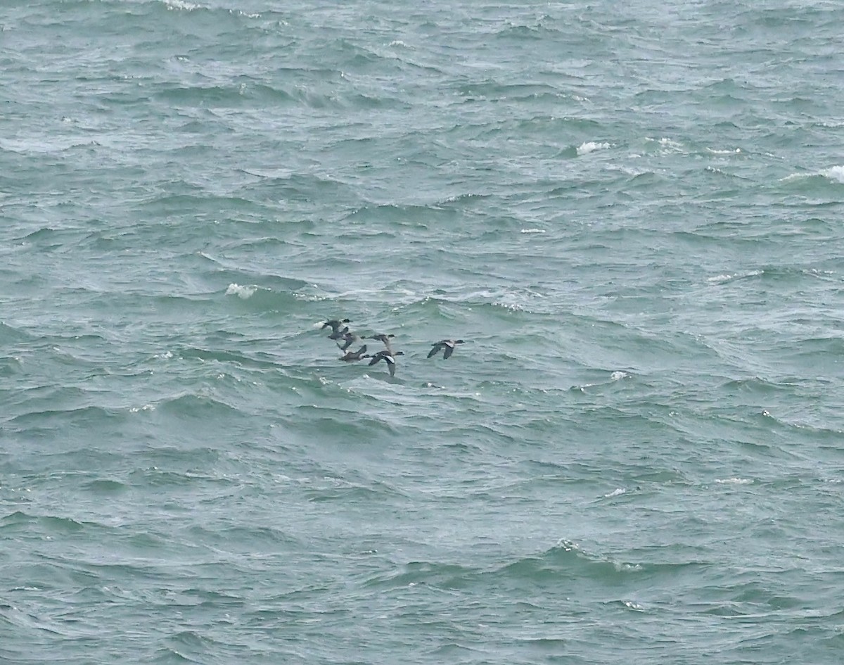 American Wigeon - ML646145037