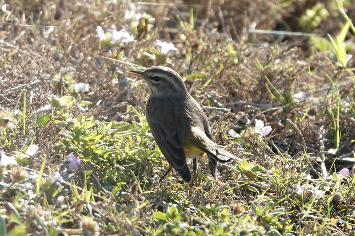Palm Warbler - ML646145038