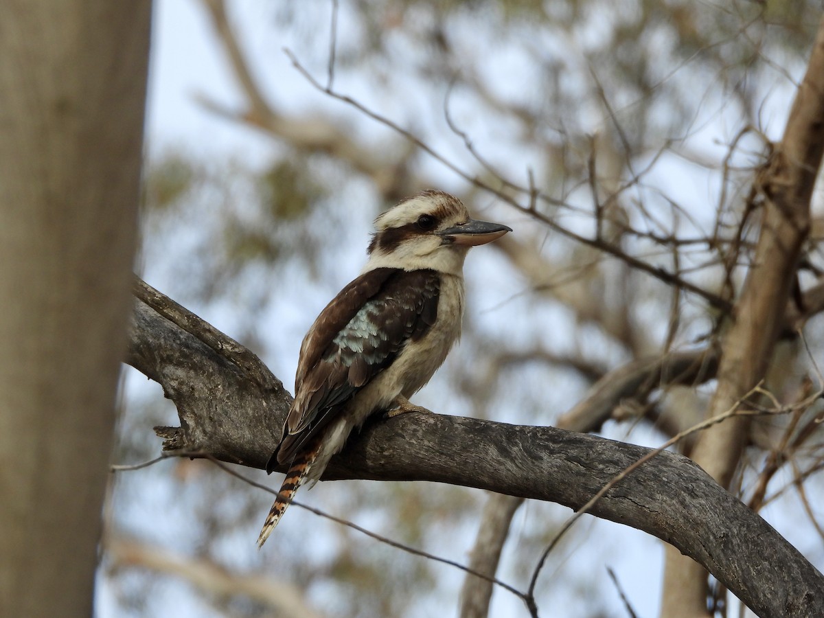 Laughing Kookaburra - ML646145039
