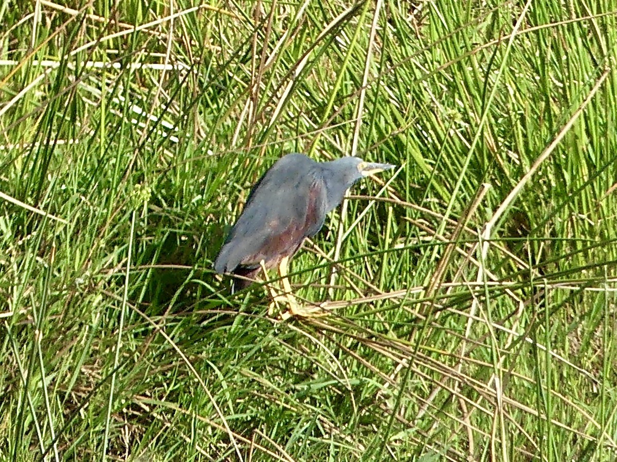 Rufous-bellied Heron - ML646145040