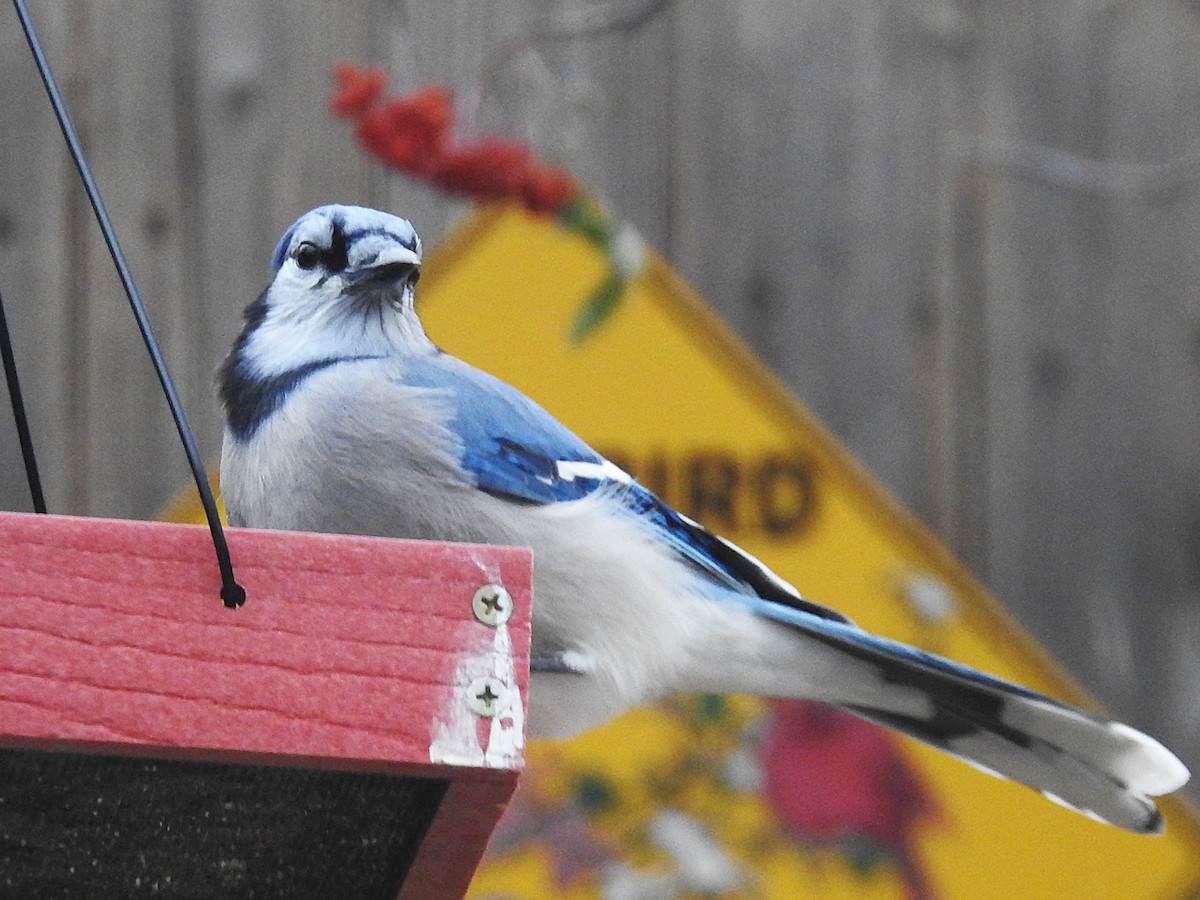 Blue Jay - ML646145041