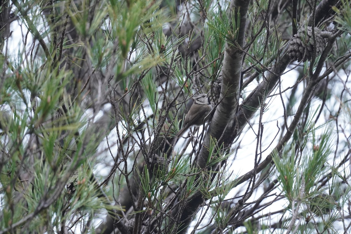 Crested Tit - ML646145043