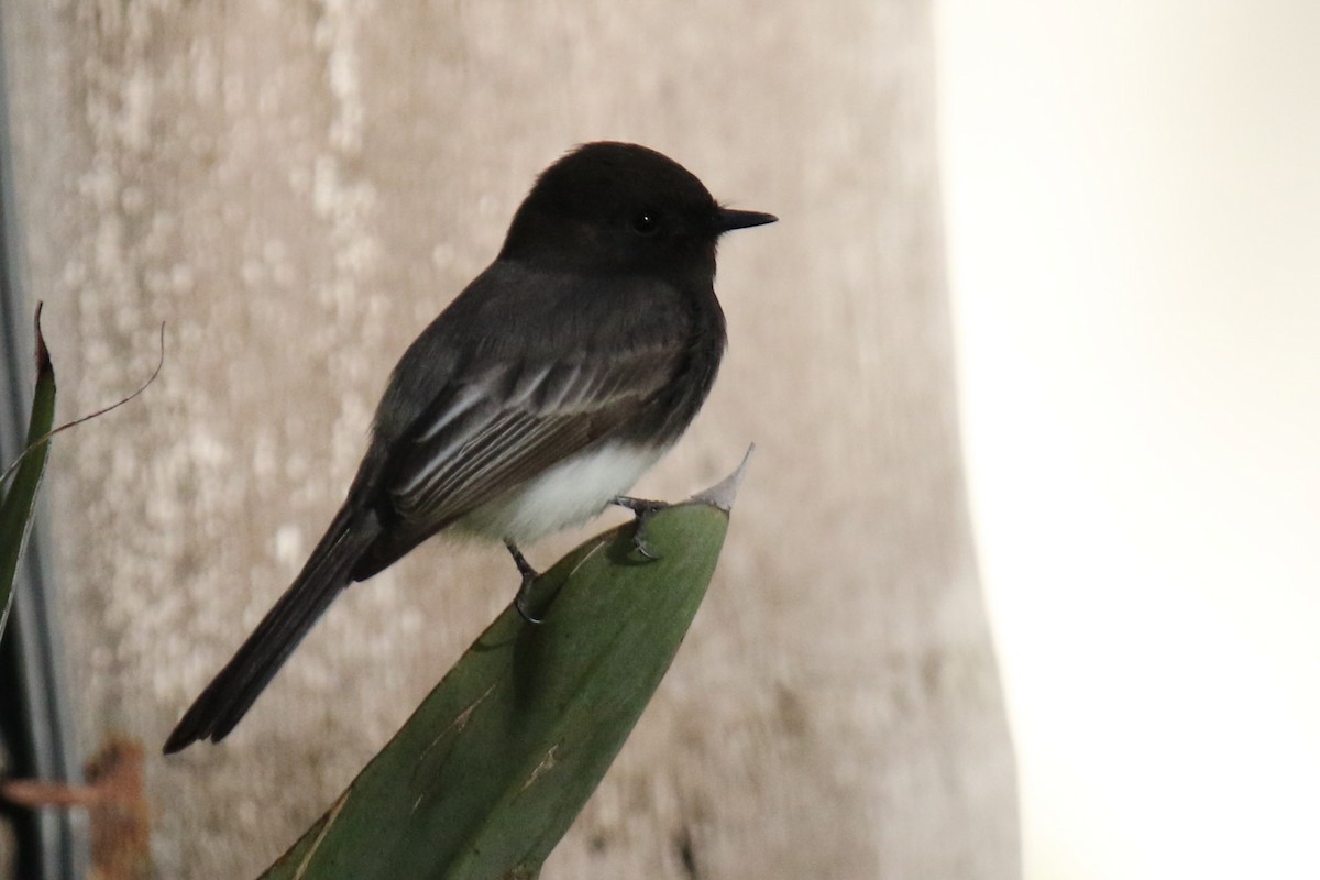 Black Phoebe (Northern) - ML646145045