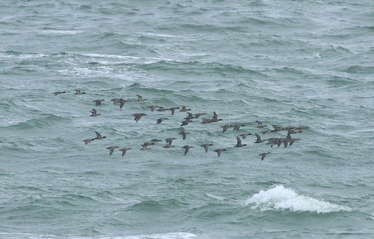Green-winged Teal - ML646145046