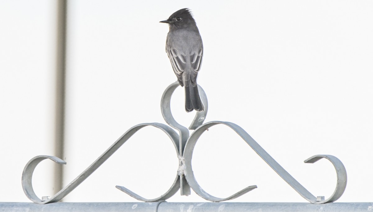 Black Phoebe - ML646145047