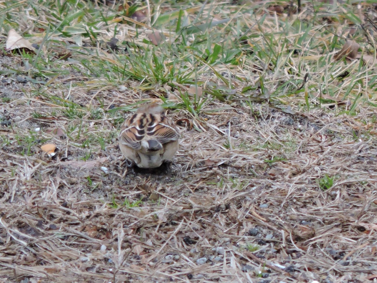 American Tree Sparrow - ML646145051
