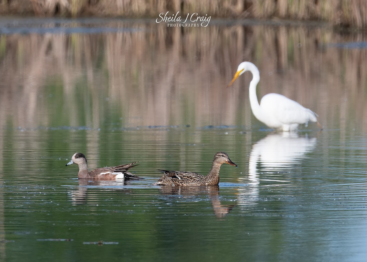 American Wigeon - ML646145053