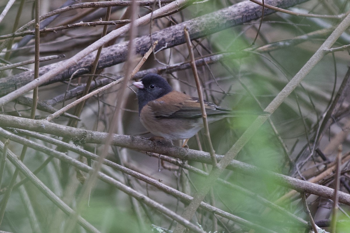 strnadec zimní - ML646145056