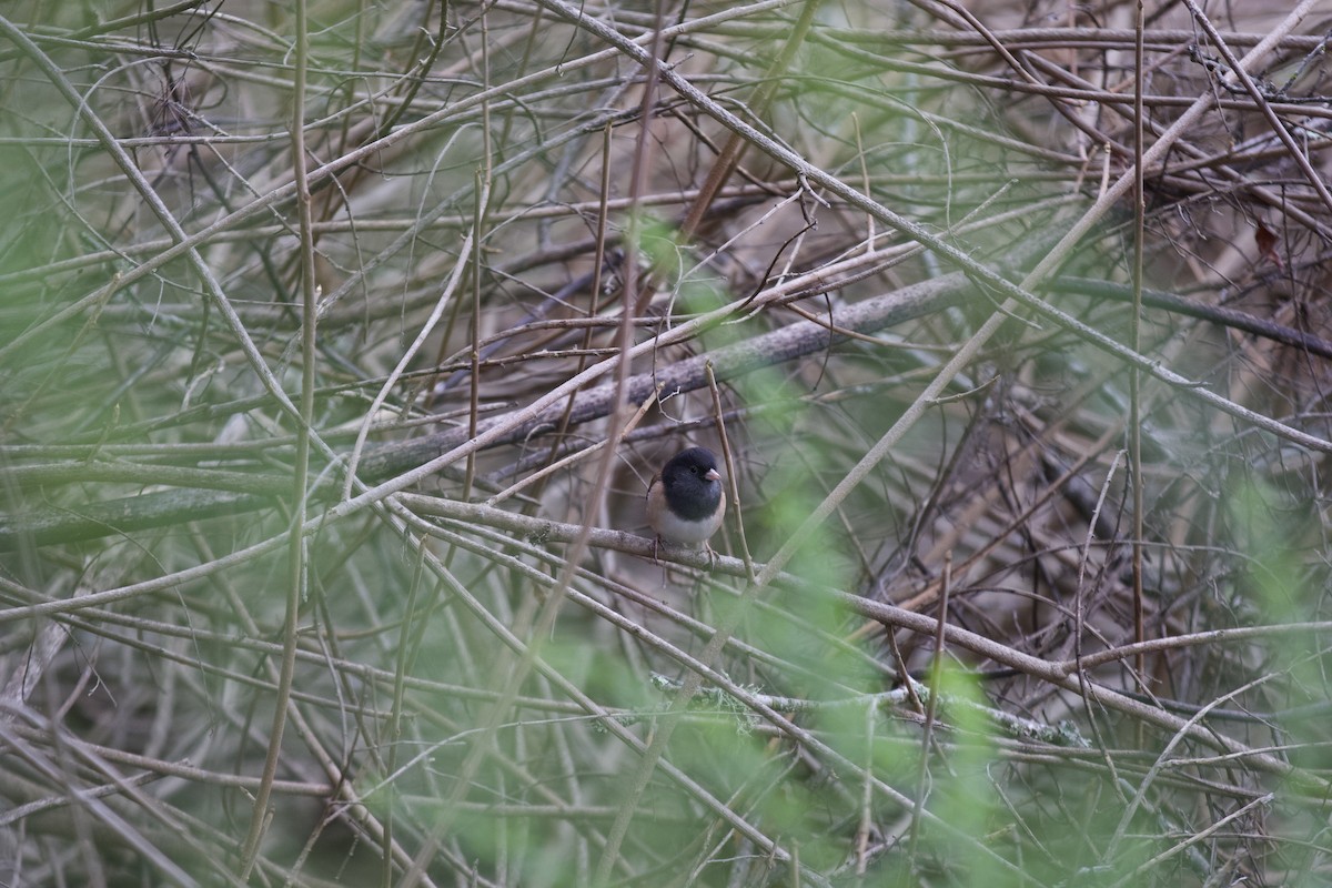 strnadec zimní - ML646145057