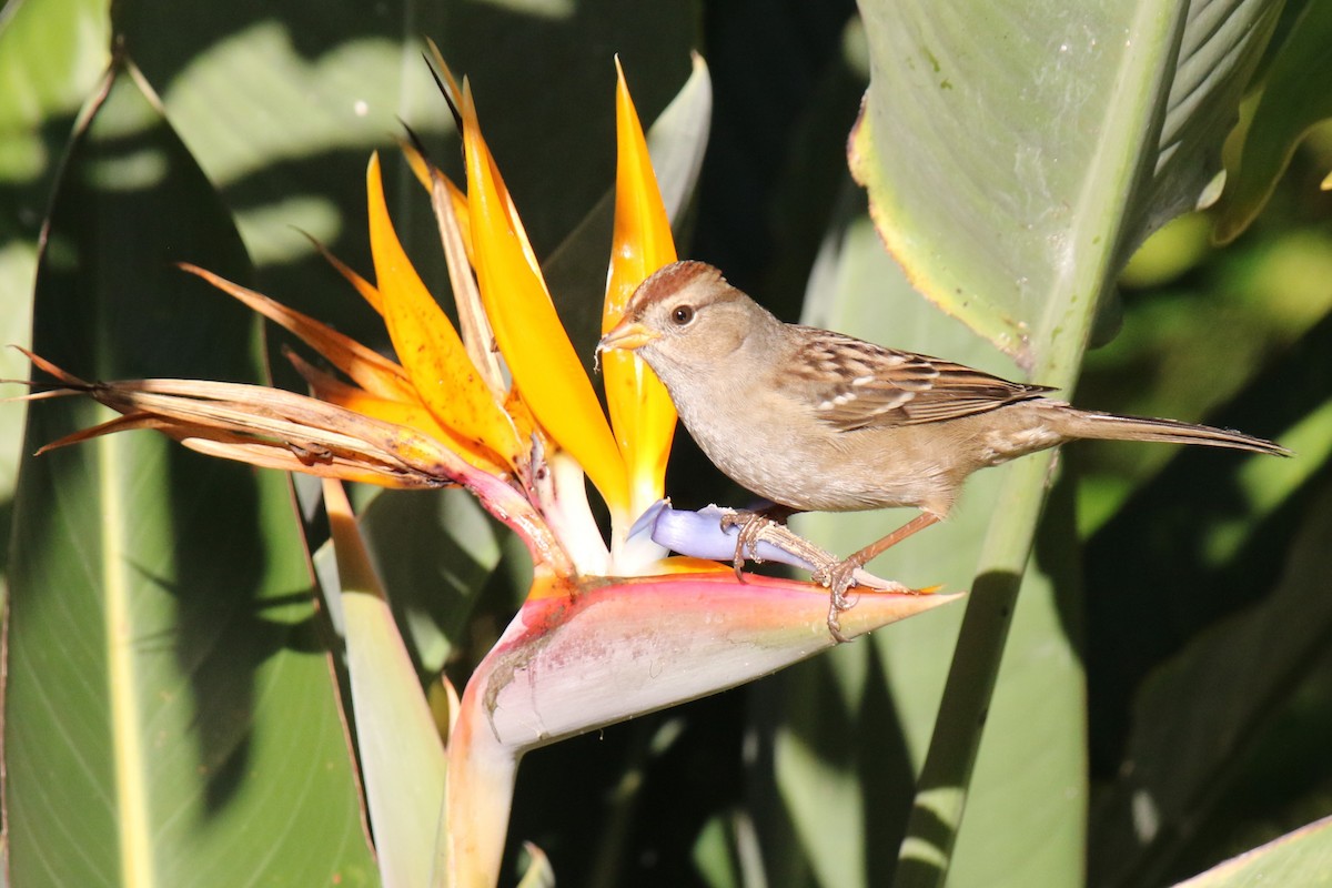 White-crowned Sparrow - ML646145059