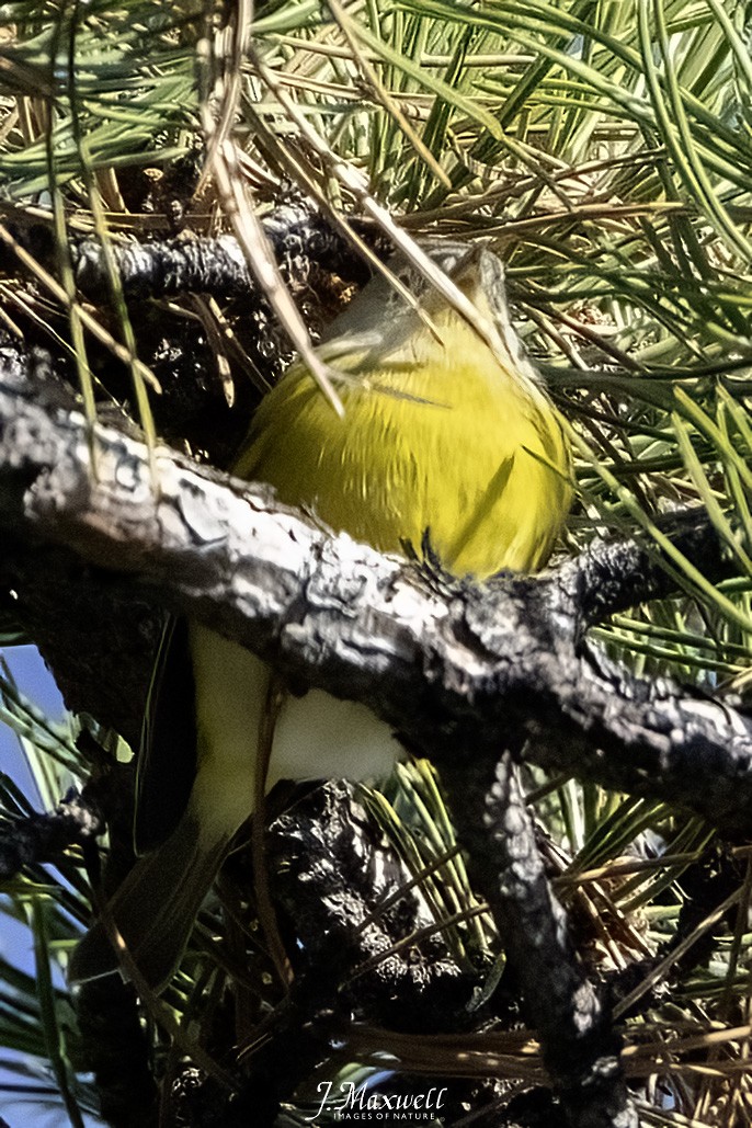 Nashville Warbler - ML646145063