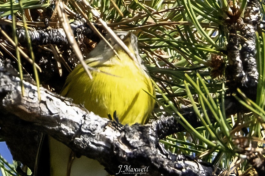 Nashville Warbler - ML646145064