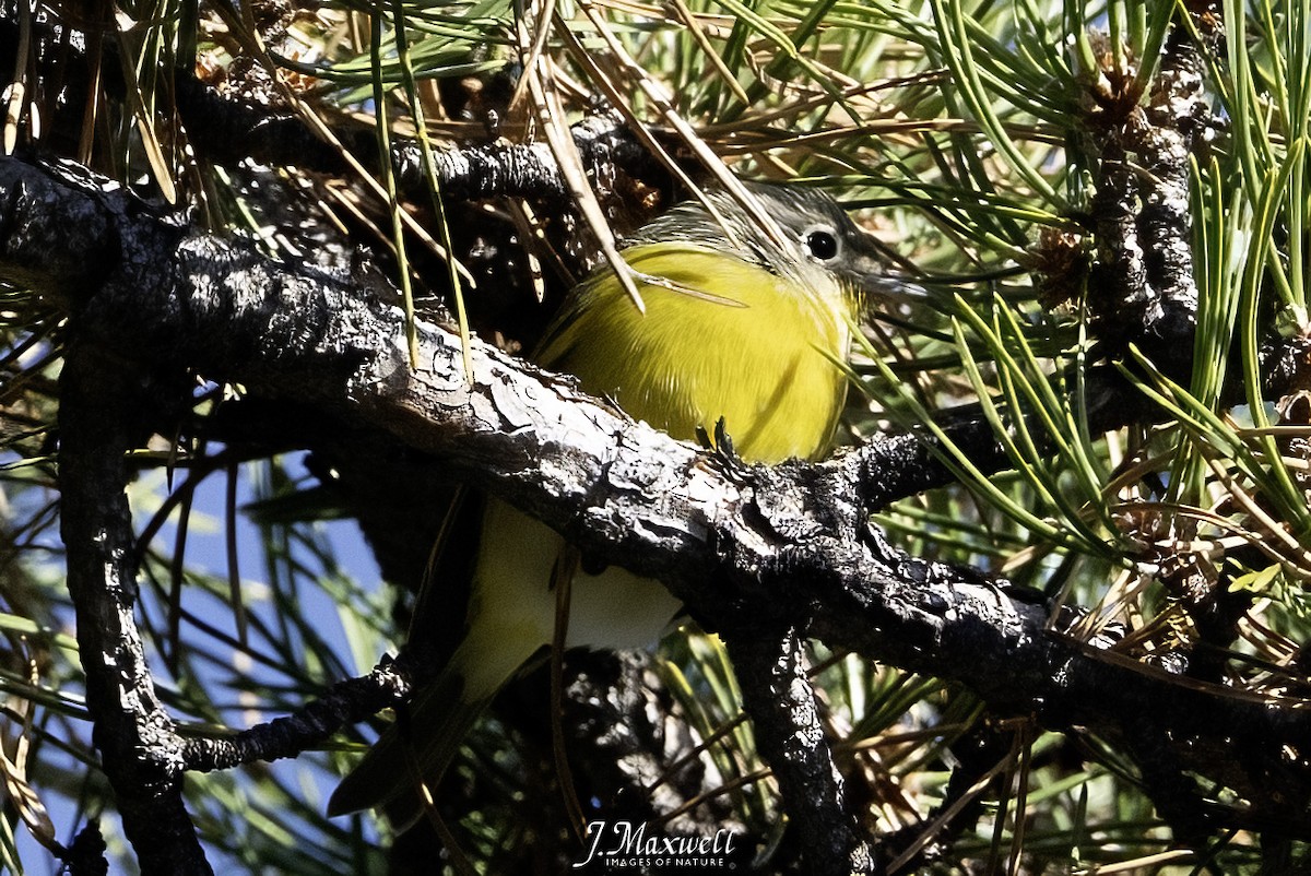 Nashville Warbler - ML646145065