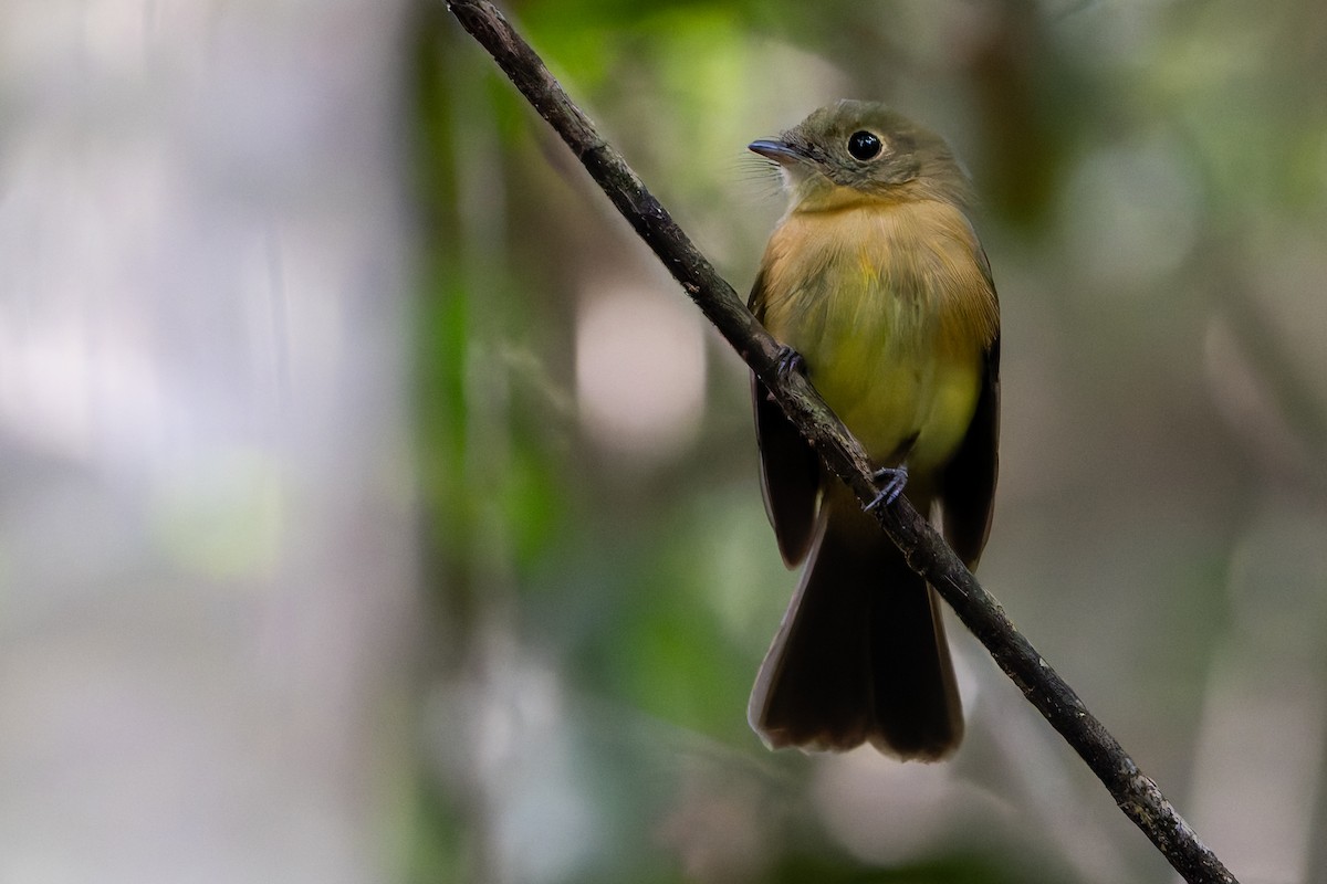 Whiskered Flycatcher - ML646145066