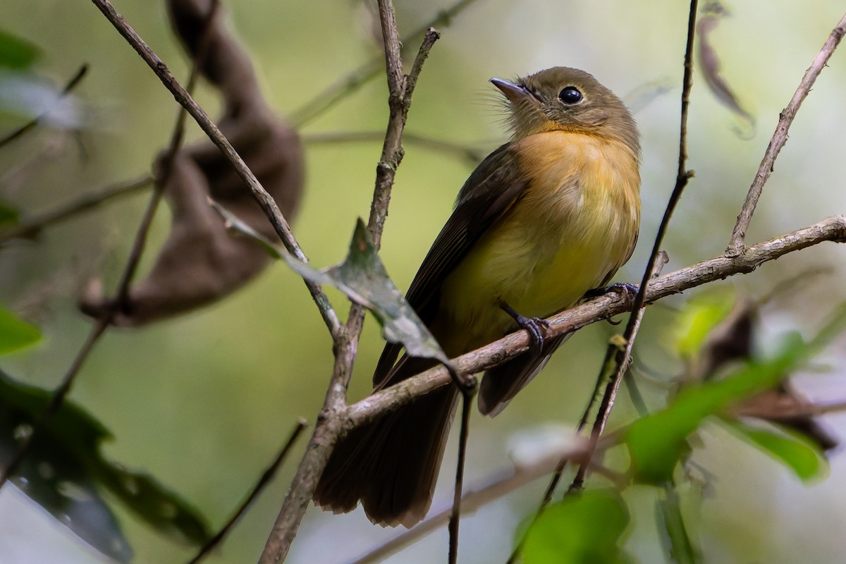 Whiskered Flycatcher - ML646145067