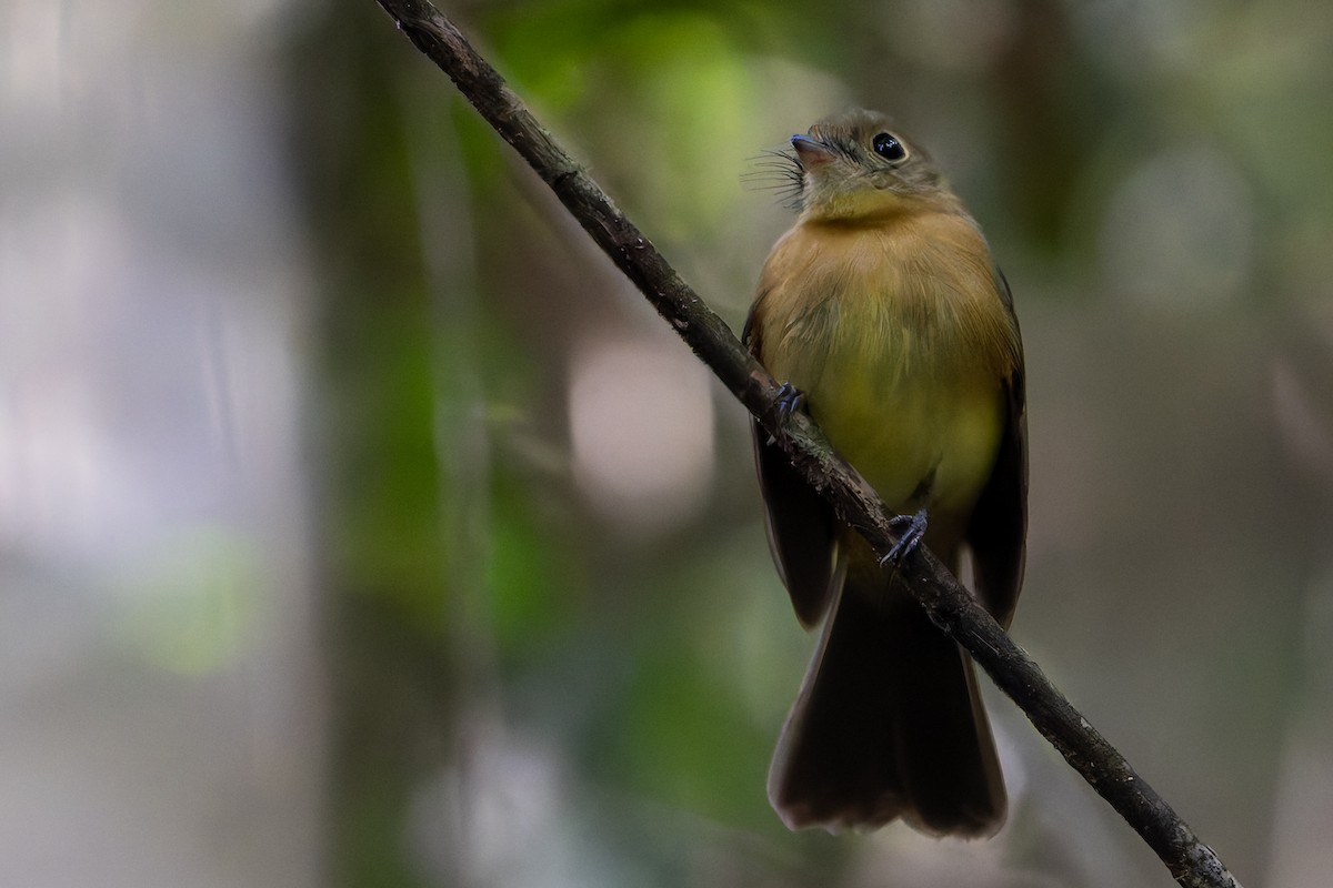 Whiskered Flycatcher - ML646145068