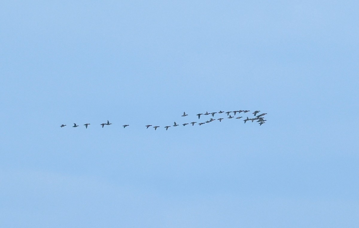 Lesser Scaup - ML646145072