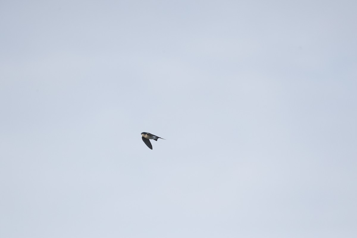 Tree Swallow - ML646145074