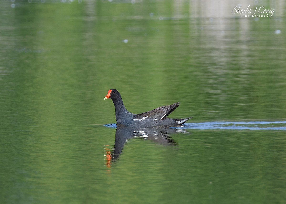 slípka americká - ML646145077