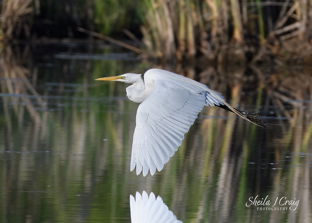 volavka bílá - ML646145085