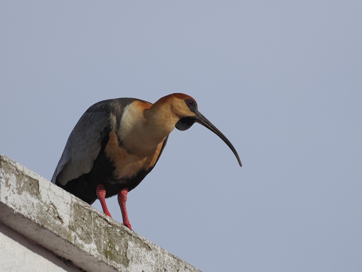 Black-faced Ibis - ML646145091