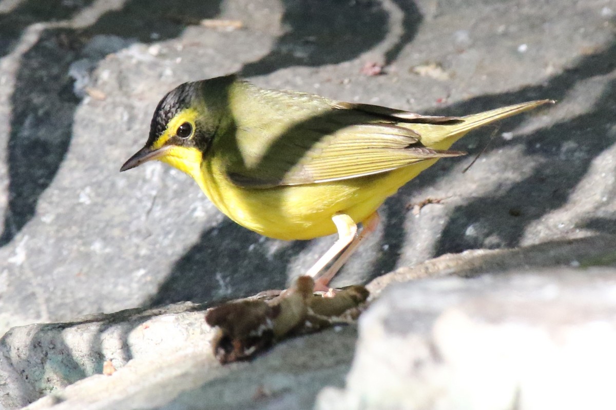 Kentucky Warbler - ML646145093