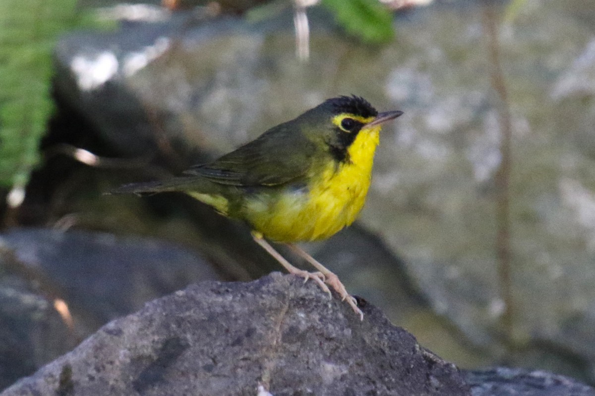 Kentucky Warbler - ML646145103