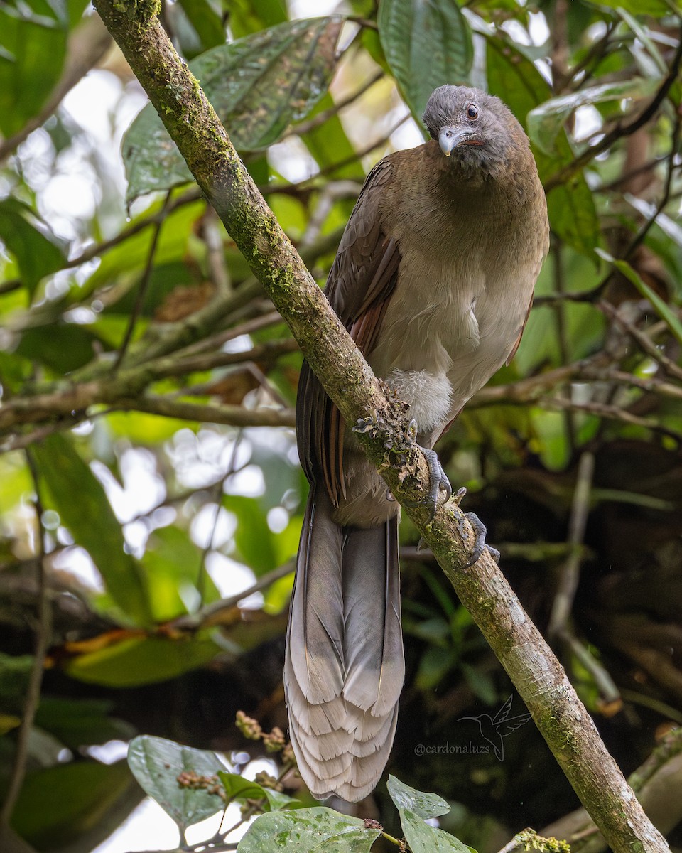 Gray-headed Chachalaca - ML646145104