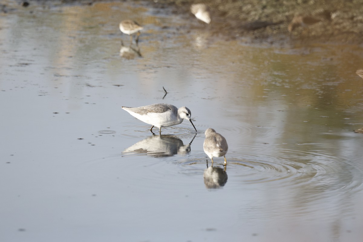 Wilsonwassertreter - ML646145113