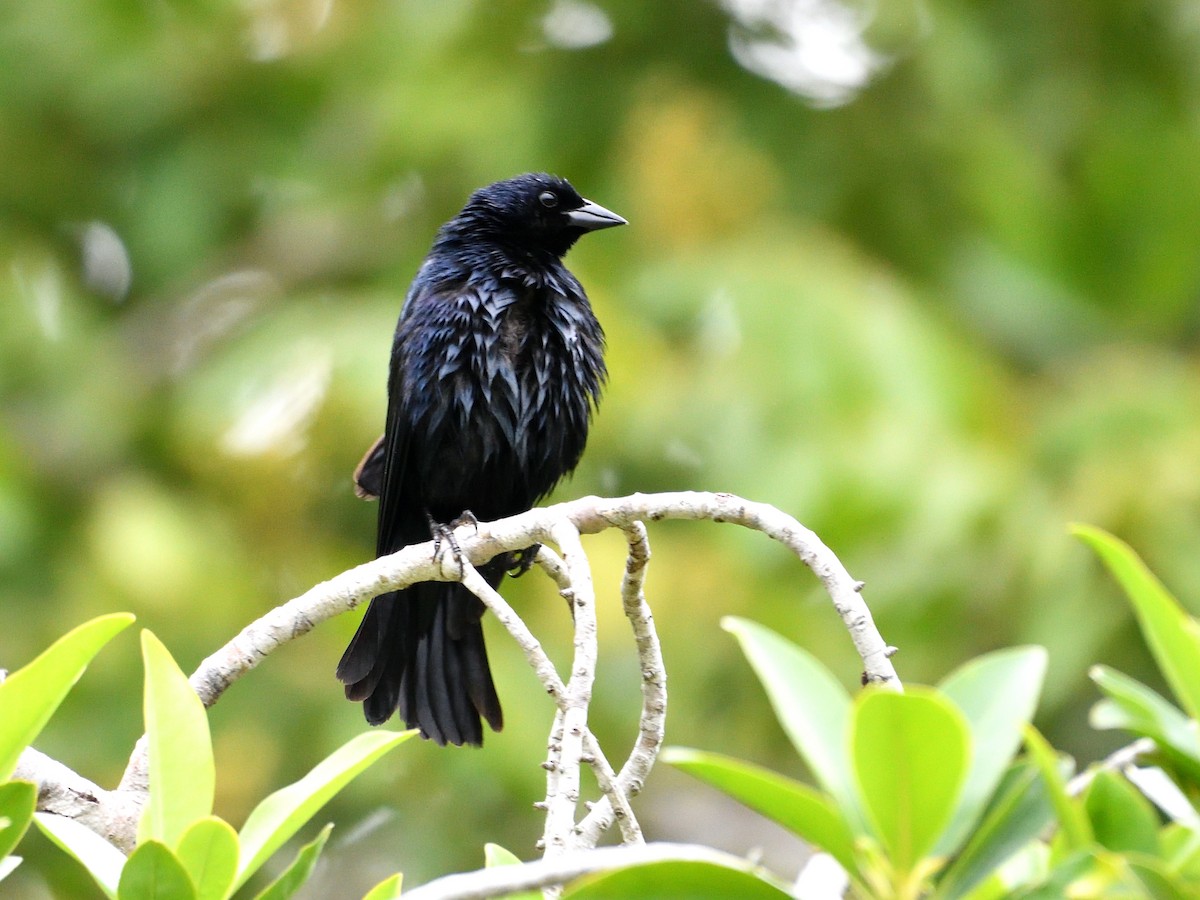 silketrupial - ML646145114