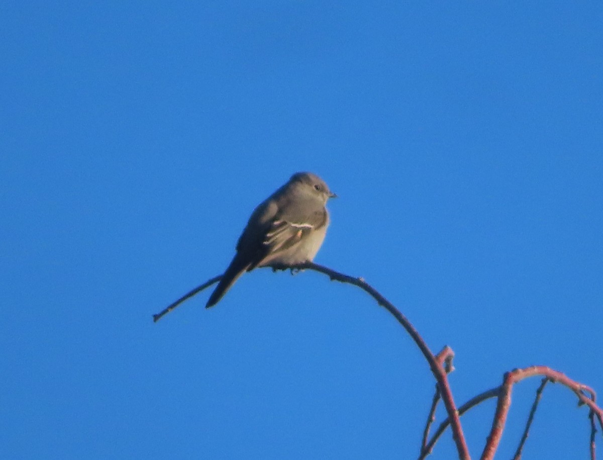Townsend's Solitaire - ML646145116