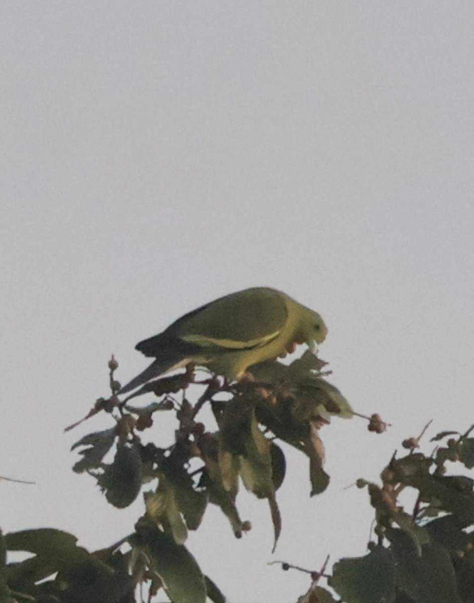 Turuncu Göğüslü Yeşil Güvercin - ML646145118