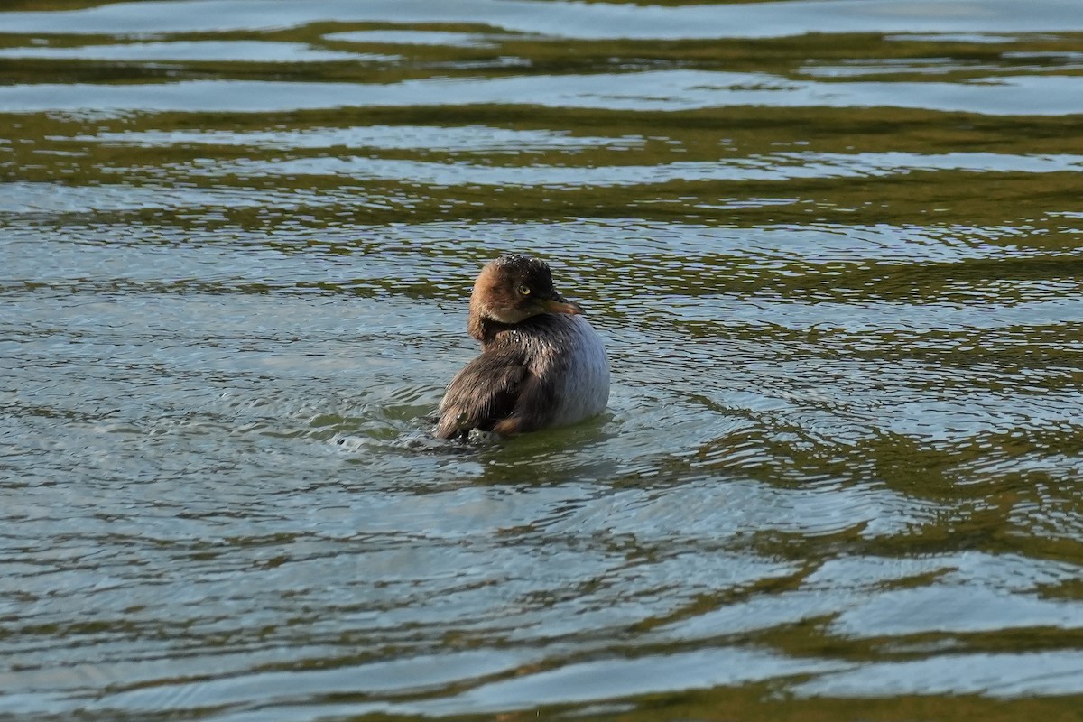 dvergdykker (ruficollis gr.) - ML646145119
