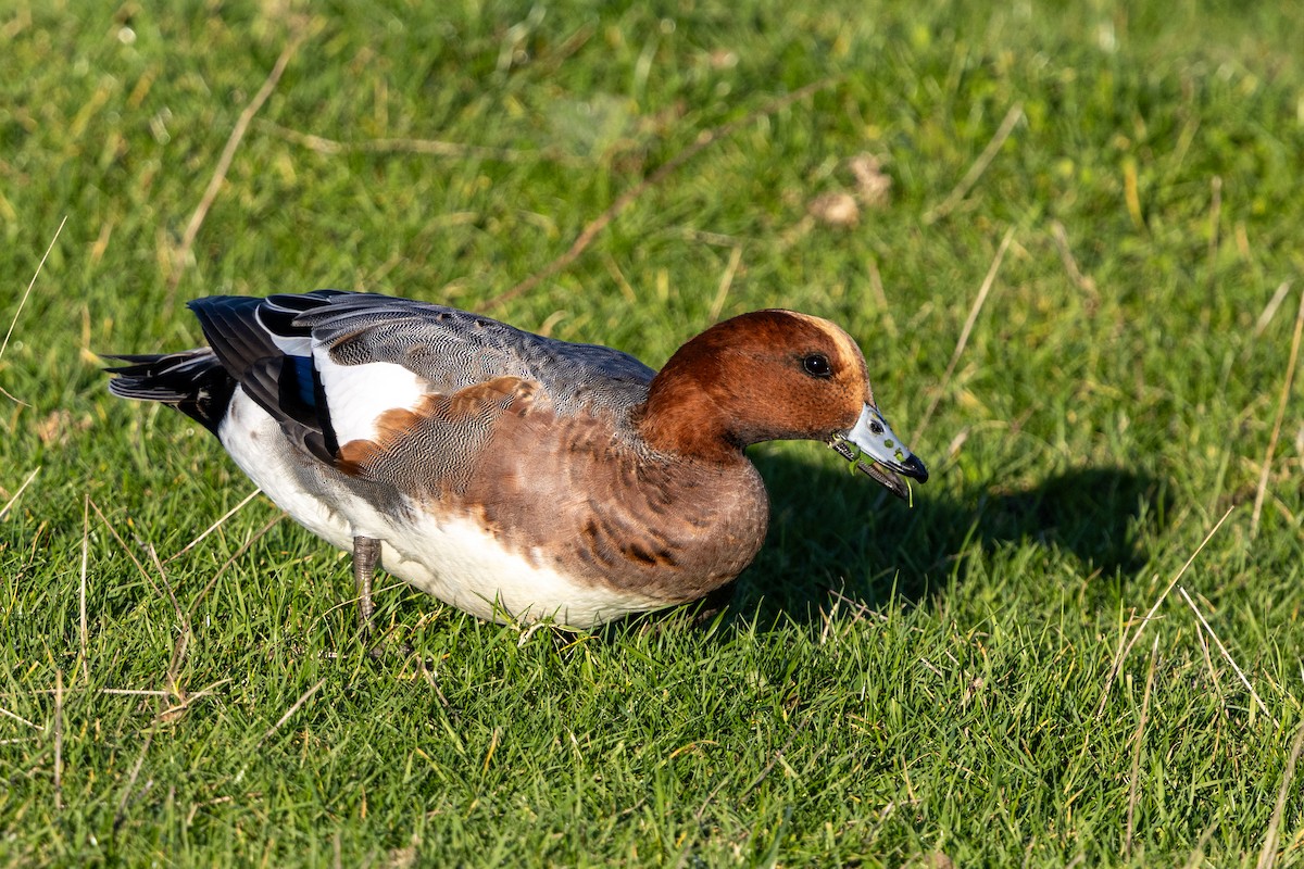 Eurasian Wigeon - ML646145120