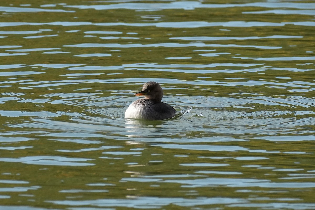 dvergdykker (ruficollis gr.) - ML646145121