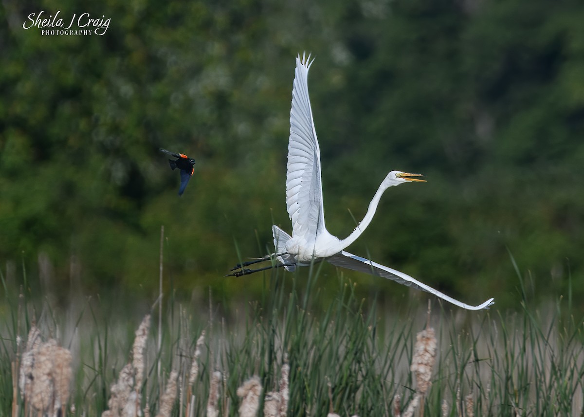 volavka bílá - ML646145125