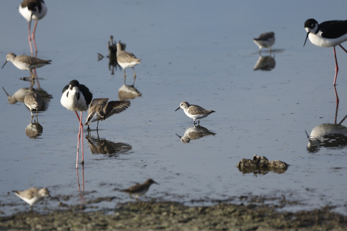 beringsnipe - ML646145129