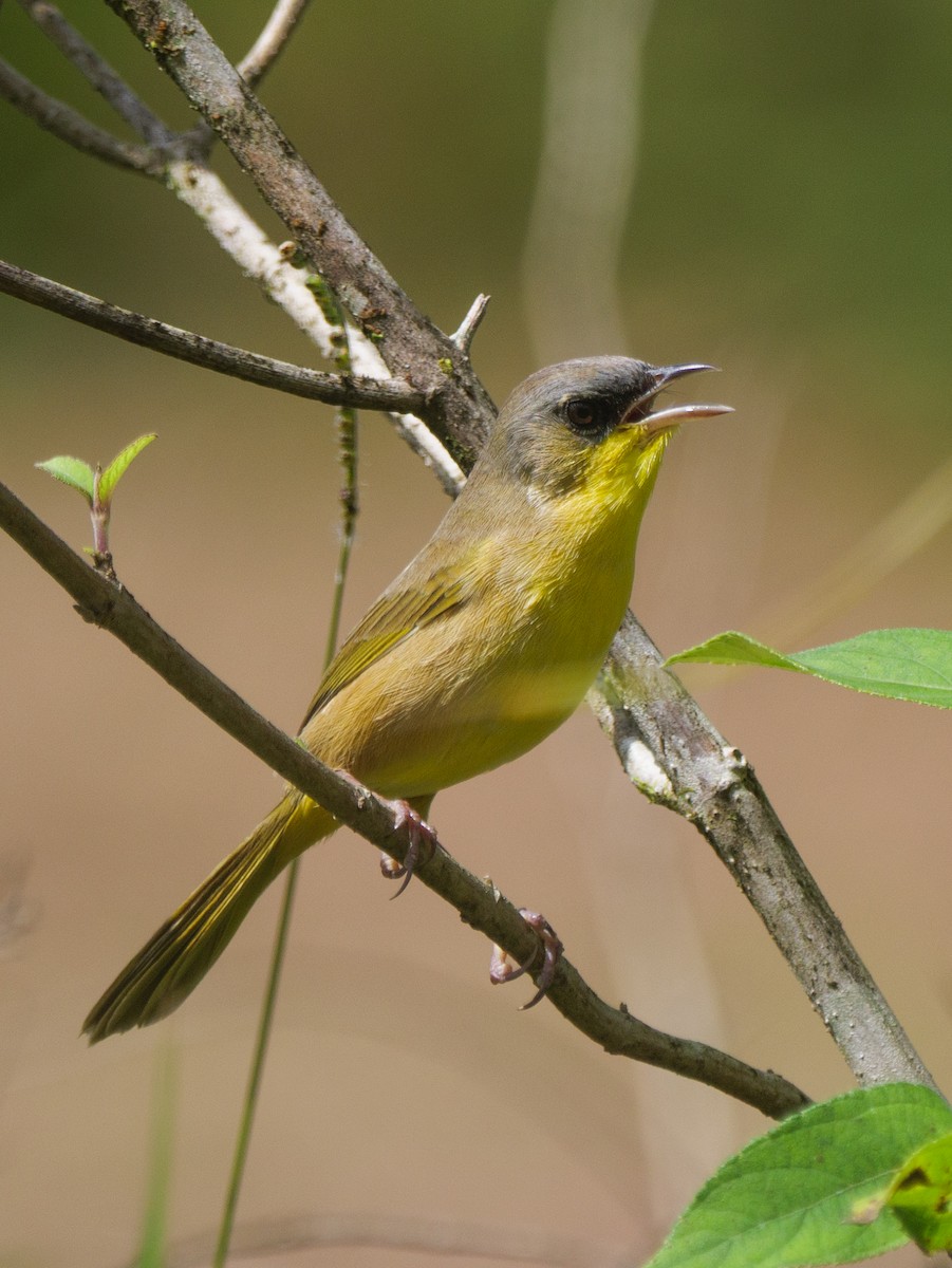 gråkronegulstrupe - ML646145133