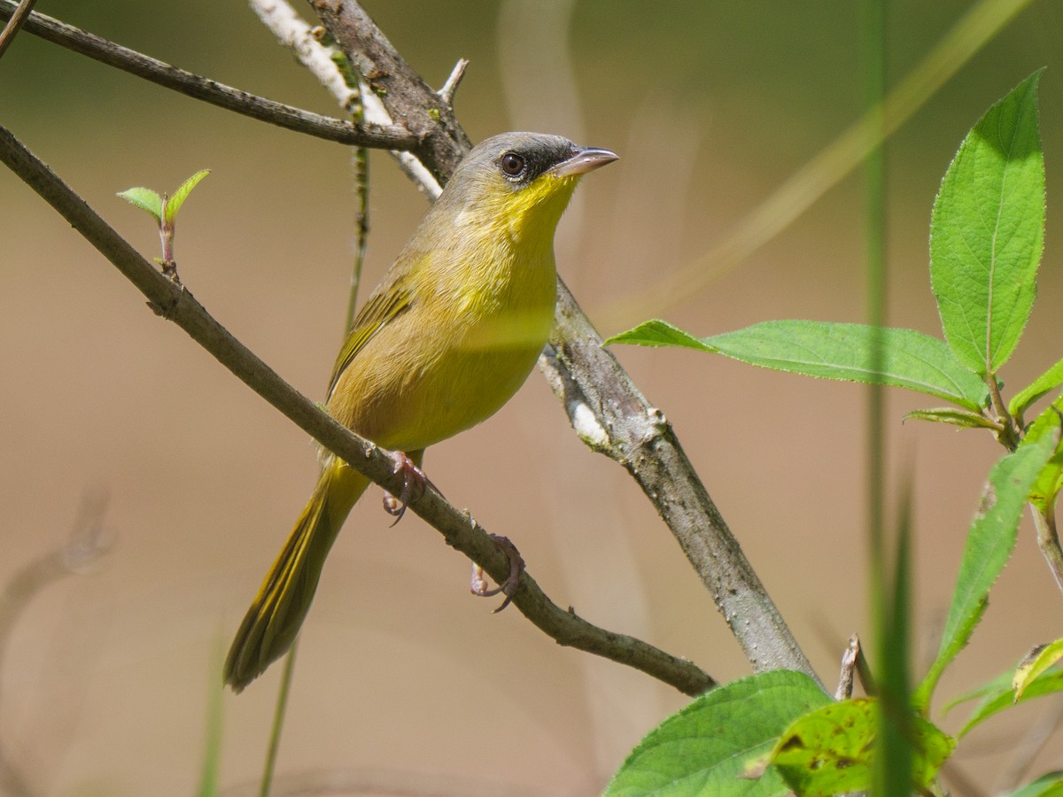 gråkronegulstrupe - ML646145134