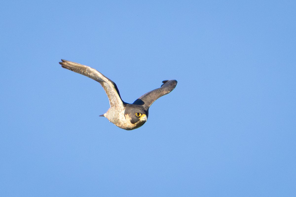 vandrefalk - ML646145135