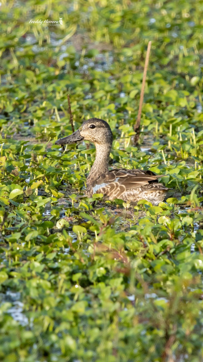 blåvingeand - ML646145136