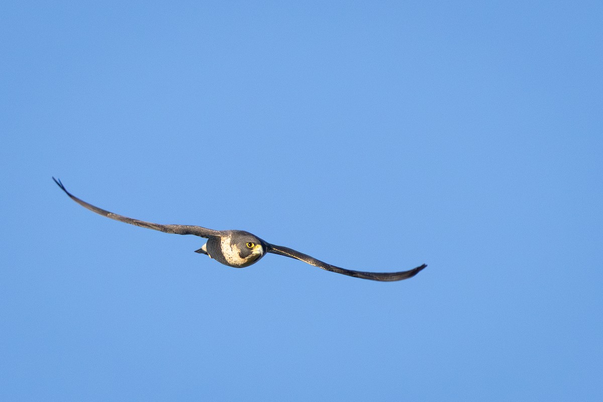 vandrefalk - ML646145139