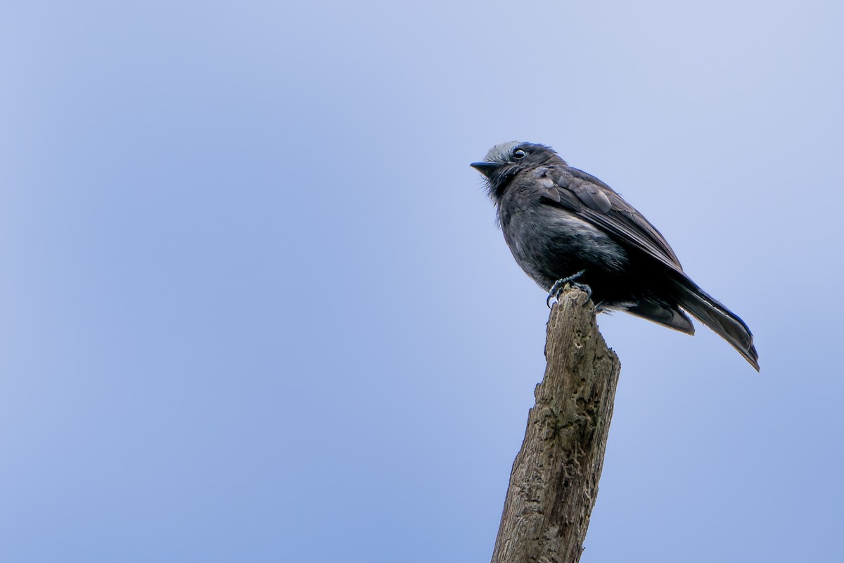 Long-tailed Tyrant - ML646145141