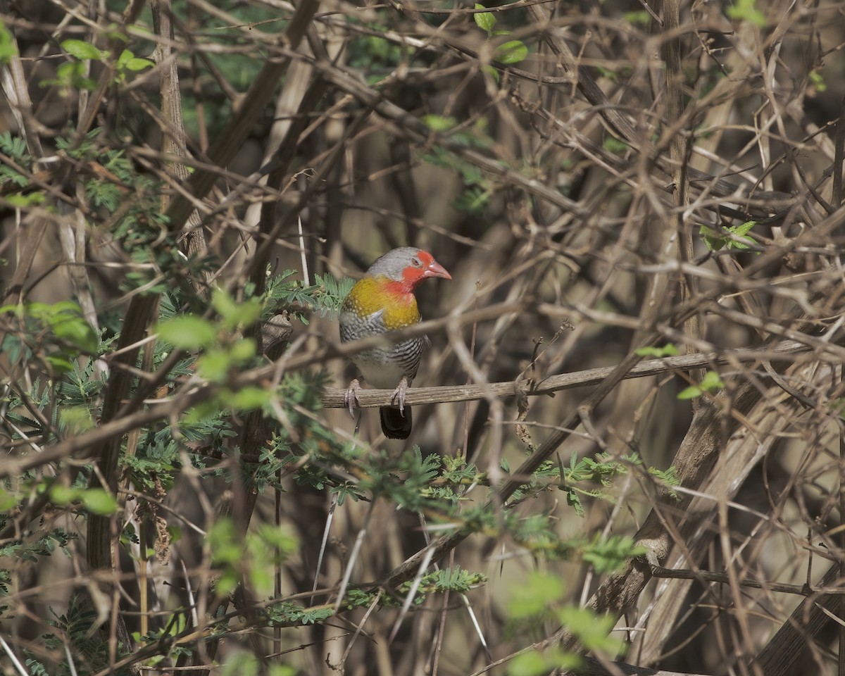 grønnvingeastrild - ML646145144