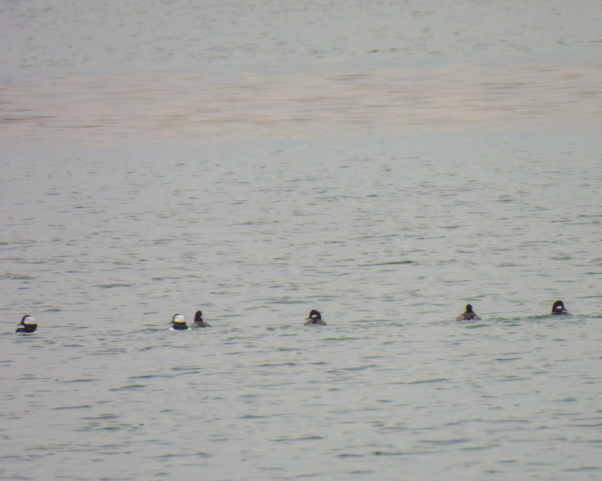 bøffeland - ML646145146