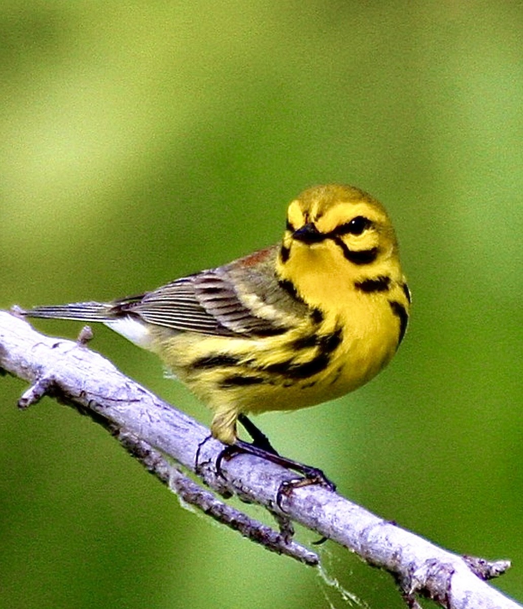 buskparula - ML646145147