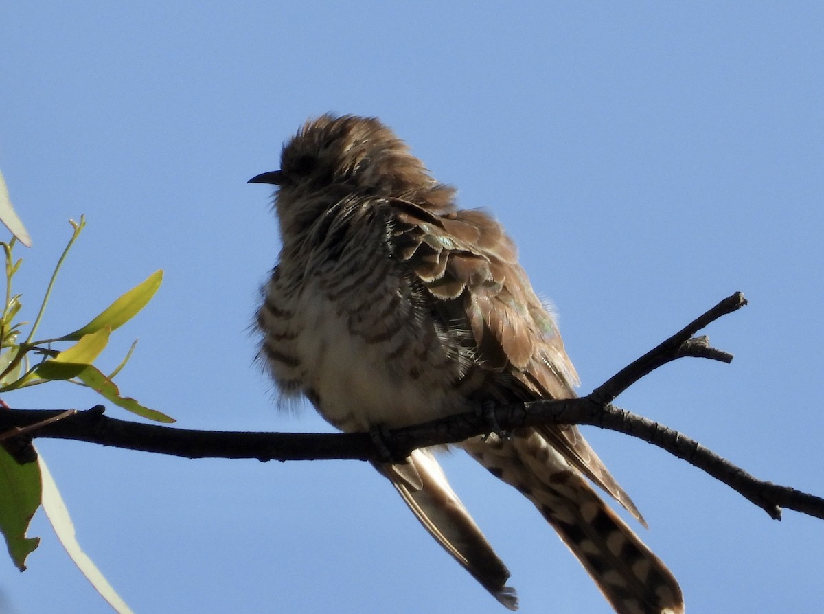 mulgagjøk - ML646145148