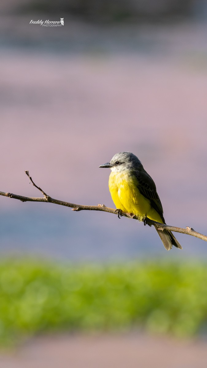 tropekongetyrann - ML646145149