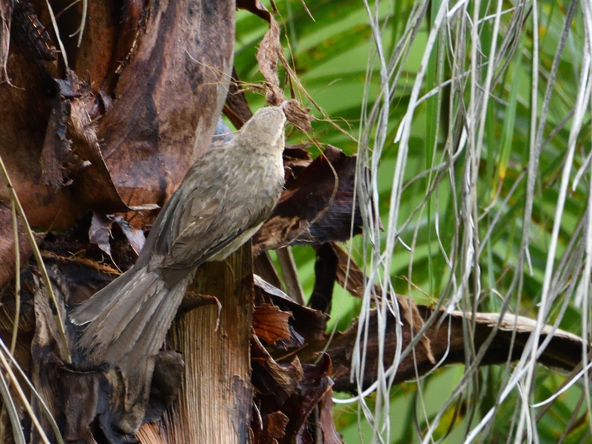 trostesmett - ML646145150